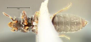 Media type: image;   Entomology 6543 Aspect: habitus ventral view